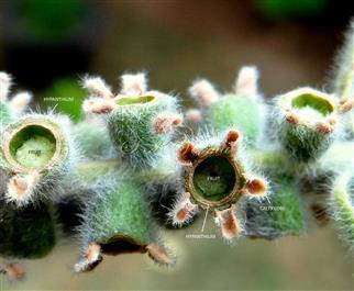  Fruits (Young) and Calyx